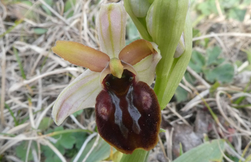 Ophrys sphegodes subsp. sphegodes